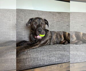 Mutt Dogs for adoption in Duluth, MN, USA