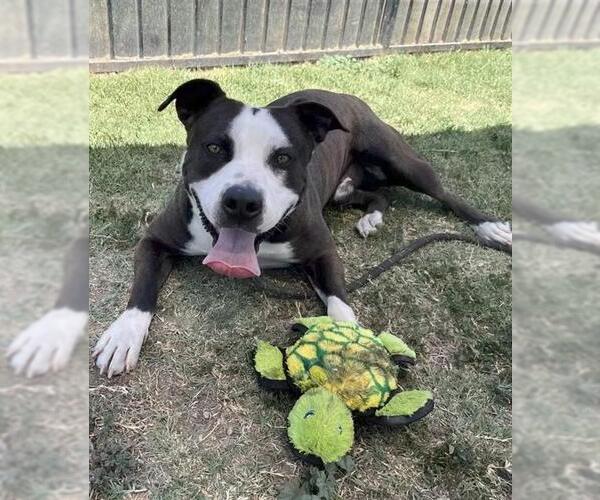 Medium Photo #4 American Pit Bull Terrier Puppy For Sale in Long Beach, CA, USA