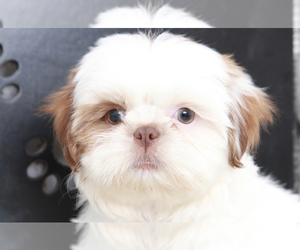 Shih Tzu Puppy for sale in MARIETTA, GA, USA