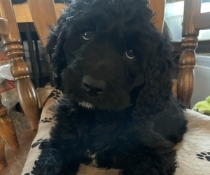 Labradoodle Puppy for sale in SOUTHAMPTON, MA, USA