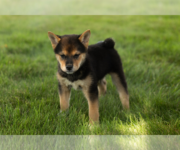 Medium Photo #3 Shiba Inu Puppy For Sale in MILLERSBURG, IN, USA