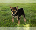Small #2 Shiba Inu