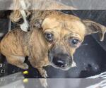 KATIE - Female Chihuahua-Unknown Mix Dog for Adoption - Small photo