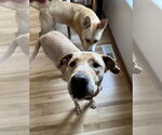 Small #1 Labrador Retriever Mix