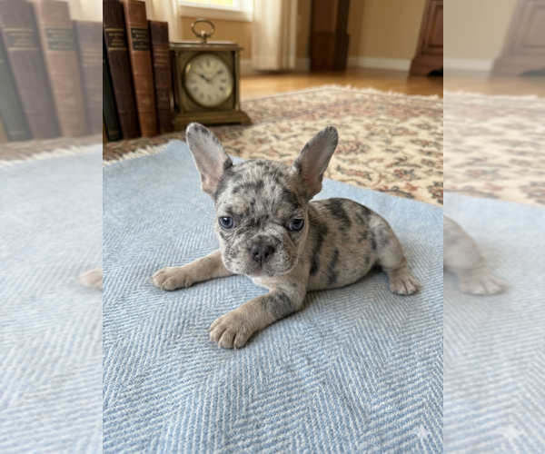 Medium Photo #4 French Bulldog Puppy For Sale in RENTON, WA, USA