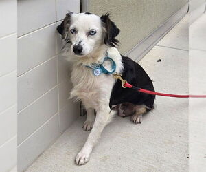 Mutt Dogs for adoption in Waterford, VA, USA