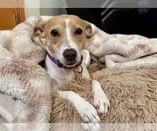 Medium Photo #6 Chihuahua-Unknown Mix Puppy For Sale in Grafton, WI, USA