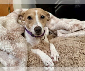 Mama Peaches - Female Chihuahua-Unknown Mix Dog for Adoption - Photo #6