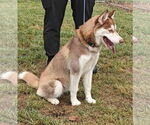 Small #1 Siberian Husky