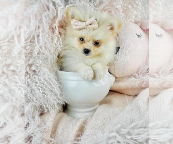 Medium Photo #6 Pomeranian Puppy For Sale in PEMBROKE PINES, FL, USA