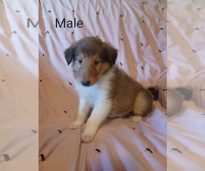 Collie Puppy for sale in REYNOLDSBURG, OH, USA