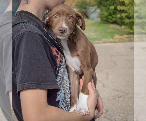 Medium Photo #3 Borador Puppy For Sale in Huntley, IL, USA