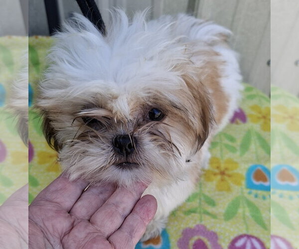 Medium Photo #2 Shih Tzu Puppy For Sale in Mountain View, MO, USA
