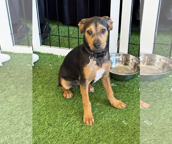 Medium Photo #3 Labrador Retriever-Unknown Mix Puppy For Sale in Sanford, FL, USA