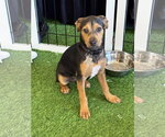 Small #2 Labrador Retriever Mix