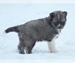 Small Photo #2 Wolf Hybrid Puppy For Sale in SAINT IGNATIUS, MT, USA