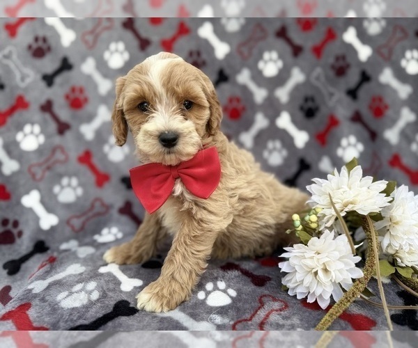 Medium Photo #1 Cock-A-Poo Puppy For Sale in LAKELAND, FL, USA