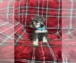 Small #3 Schnauzer (Miniature)