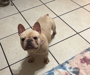 French Bulldog Puppy for sale in BAKERSFIELD, CA, USA
