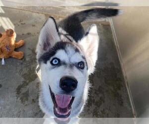 Siberian Husky Dogs for adoption in Orange, CA, USA