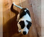 Small #2 Beagle