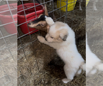 Small #9 Great Pyrenees