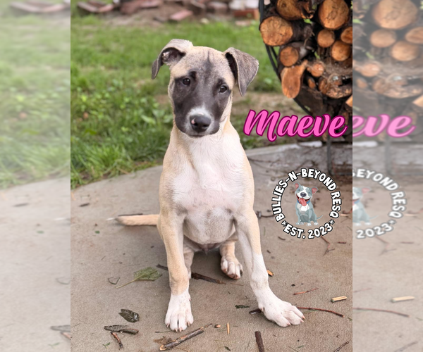 Medium Photo #1 Mutt Puppy For Sale in Omaha, NE, USA
