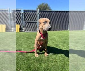 Mutt Dogs for adoption in San Bernardino, CA, USA
