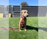 MANGO - Male Mutt Dog for Adoption - Small photo