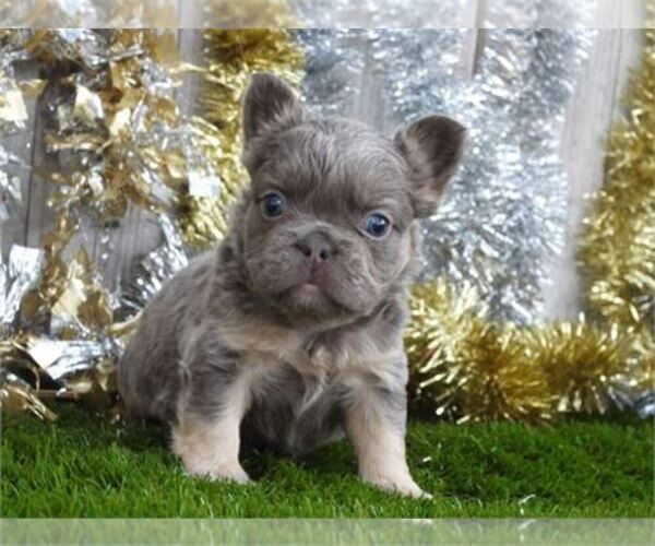 Medium Photo #18 French Bulldog Puppy For Sale in ALEXANDRIA, IN, USA