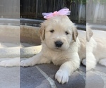 Small Photo #65 Golden Retriever Puppy For Sale in SACRAMENTO, CA, USA