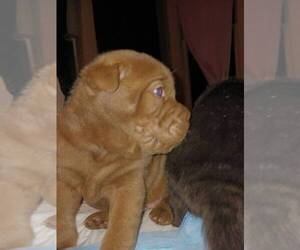 Chinese Shar-Pei Puppy for sale in ISHPEMING, MI, USA