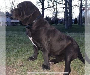 Mother of the Cane Corso puppies born on 05/22/2020