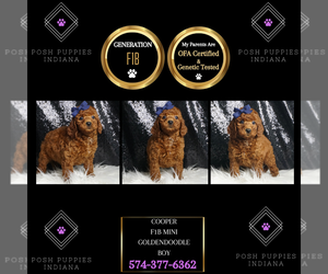Goldendoodle (Miniature) Puppy for sale in WARSAW, IN, USA