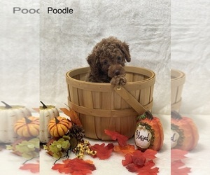 Pom-A-Poo Puppy for sale in CUMBERLAND, OH, USA