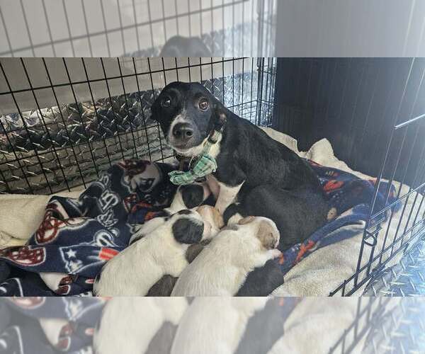 Medium Photo #2 Chihuahua-Unknown Mix Puppy For Sale in Lakewood, CO, USA