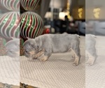 Small Photo #9 French Bulldog Puppy For Sale in HILTON, NY, USA