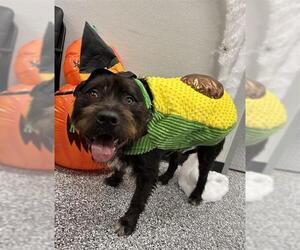 German Wirehaired Pointer-Staffordshire Bull Terrier Mix Dogs for adoption in Rosenberg, TX, USA