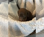 Small #1 Dachshund