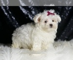 Small #3 Maltese