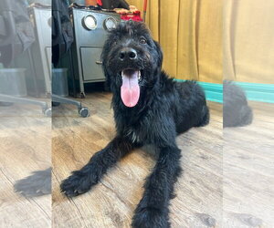 Meatball Mar 26 - Male Labradoodle Dog for Adoption - Photo #5