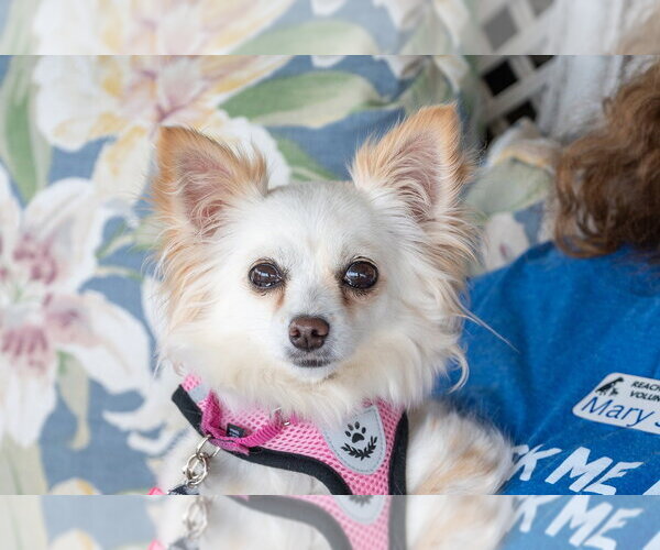 Medium Photo #13 Chihuahua Puppy For Sale in Mundelein, IL, USA