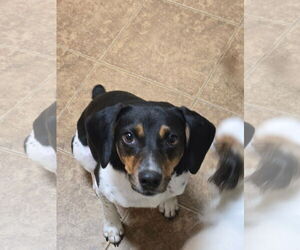 Beagle-Unknown Mix Dogs for adoption in Oakhurst, NJ, USA