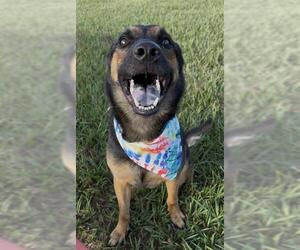 DAVE - Male German Shepherd Dog Dog for Adoption - Photo #3