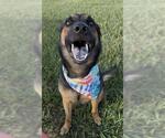 Small #2 German Shepherd Dog