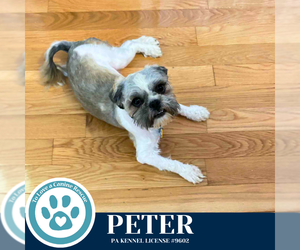 Shih Tzu Dogs for adoption in Kimberton, PA, USA