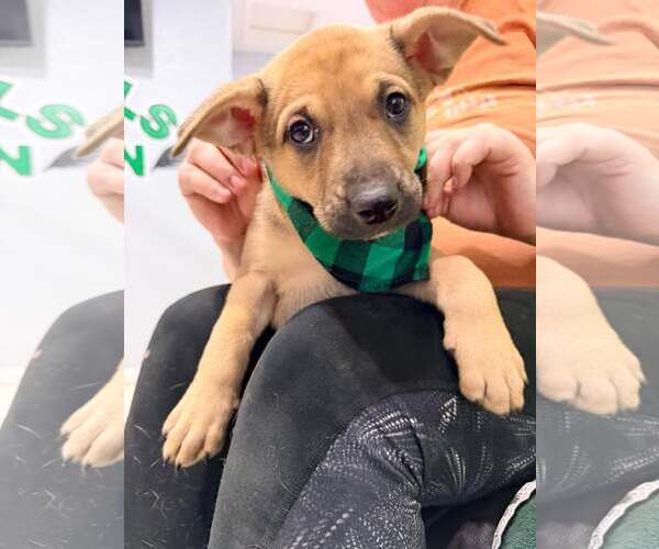 Medium Photo #5 Mutt Puppy For Sale in Pompano Beach , FL, USA