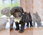 Puppy 3 Portuguese Water Dog
