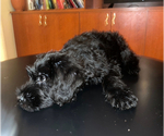 Puppy Princess Schnauzer (Giant)