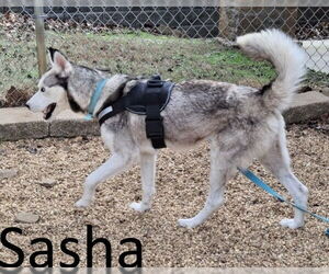 Siberian Husky Dogs for adoption in Mountain View, AR, USA